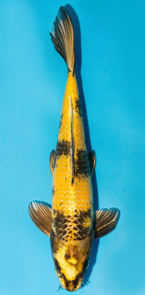 Koi 30-35cm Nr. 3908