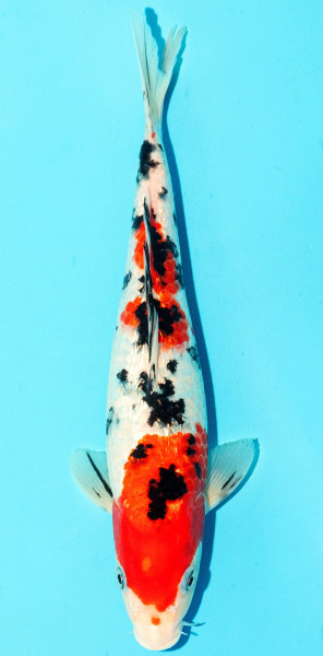 Koi 25-30cm Nr. 3659