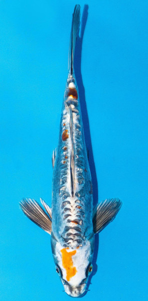 Koi 20-25cm Nr. 1980