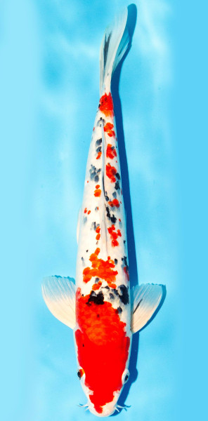 Koi 35-40cm Nr. 1357