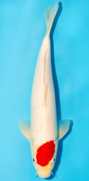 Koi 30-35cm Nr. 3907