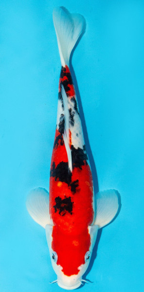 Koi 30-35cm Nr. 3904