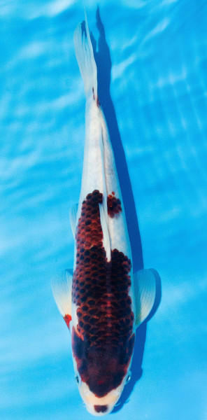 Koi 30-35cm Nr. 1096