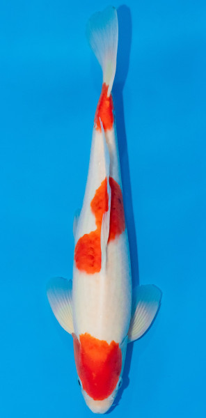 Koi 30-35cm Nr. 1034