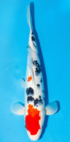 Koi 40-45cm Nr. 1528