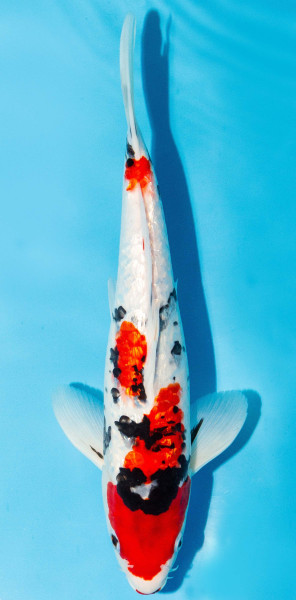 Koi 30-35cm Nr. 3964