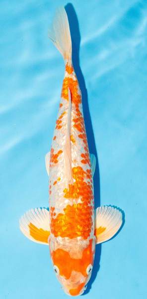 Koi 35-40cm Nr. 1347