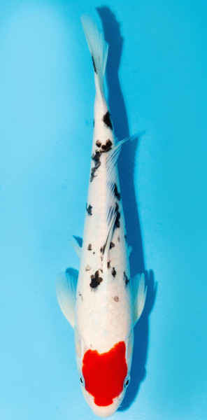 Koi 30-35cm Nr. 3979