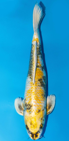 Koi 40-45cm Nr. 1522