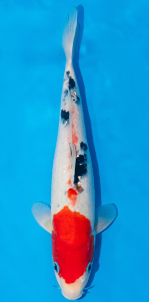 Koi 30-35cm Nr. 1063