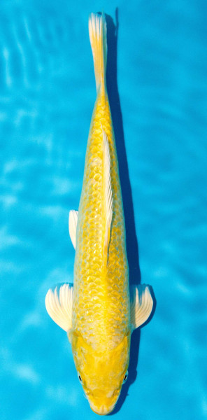 Koi 30-35cm Nr. 3970