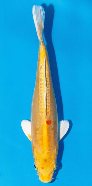 Koi 20-25cm Nr. 2019