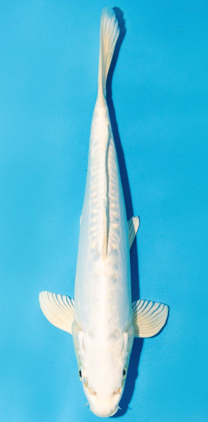Koi 30-35cm Nr. 3972