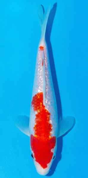 Koi 20-25cm Nr. 1952