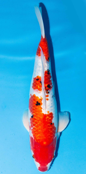 Koi 40-45cm Nr. 1534