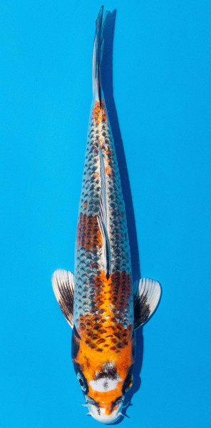 Koi 20-25cm Nr. 2021