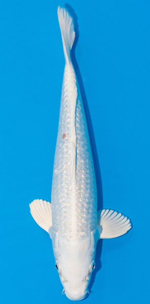 Koi 30-35cm Nr. 1048