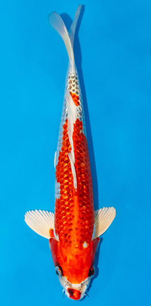 Koi 30-35cm Nr. 1065