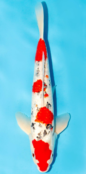 Koi 35-40cm Nr. 1330