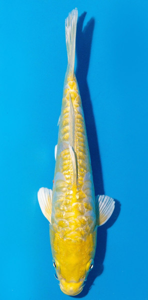 Koi 20-25cm Nr. 1971