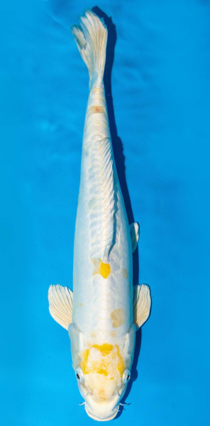 Koi 40-45cm Nr. 1538