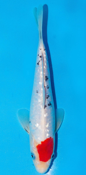 Koi 20-25cm Nr. 1937