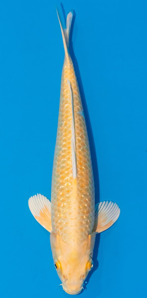 Koi 30-35cm Nr. 1040