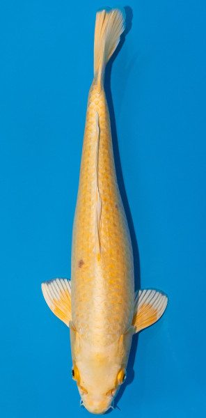 Koi 30-35cm Nr. 1029