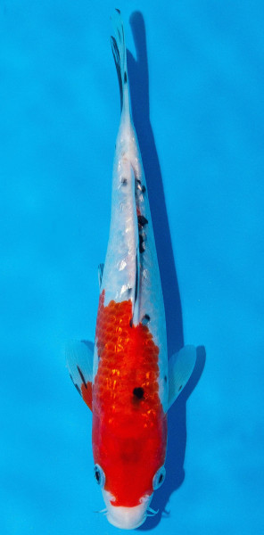 Koi 20-25cm Nr. 1929