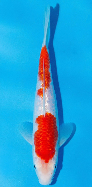 Koi 20-25cm Nr. 1979