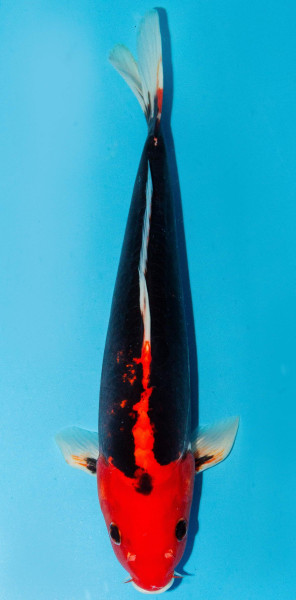 Koi 30-35cm Nr. 3914