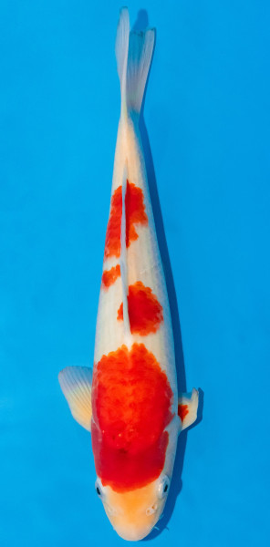 Koi 30-35cm Nr. 1032