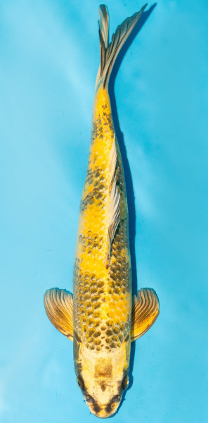Koi 35-40cm Nr. 1307