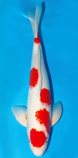 Koi 40-45cm Nr. 1553