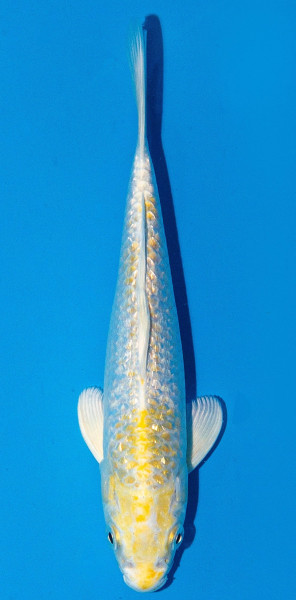 Koi 20-25cm Nr. 1906