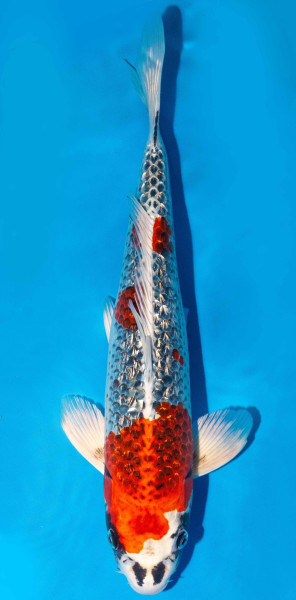 Koi 40-45cm Nr. 1583