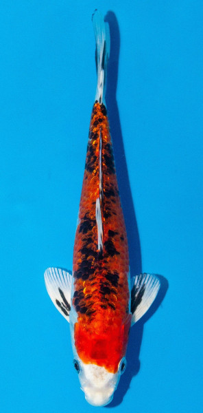 Koi 20-25cm Nr. 1932