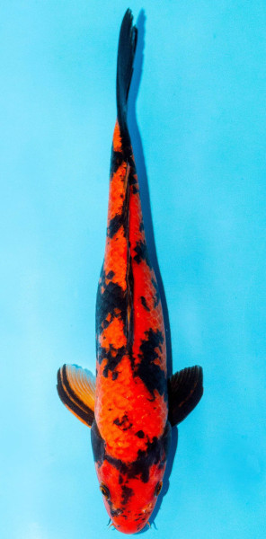 Koi 30-35cm Nr. 3944