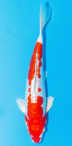Koi 30-35cm Nr. 1093