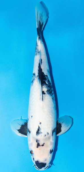 Koi 40-45cm Nr. 1544