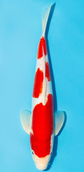 Koi 30-35cm Nr. 3911