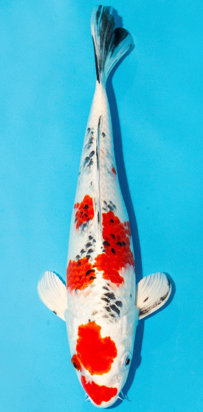 Koi 30-35cm Nr. 3902