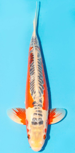 Koi 35-40cm Nr. 1376