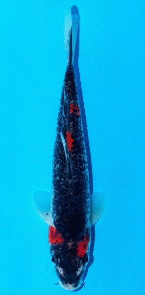 Koi 20-25cm Nr. 2006