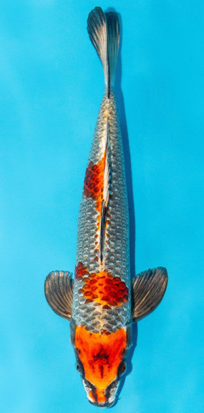Koi 30-35cm Nr. 3917