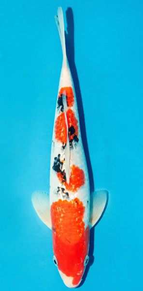 Koi 25-30cm Nr. 3623