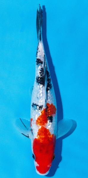 Koi 20-25cm Nr. 1975