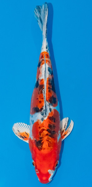 Koi 30-35cm Nr. 1045