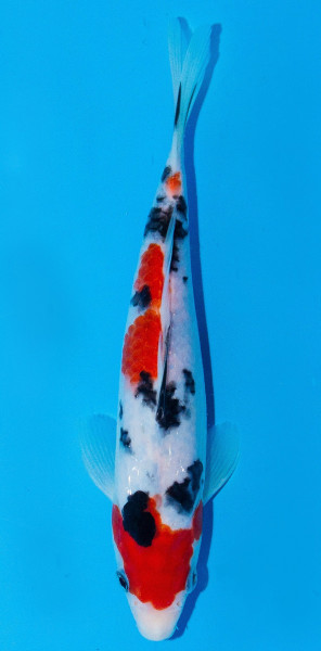 Koi 20-25cm Nr. 1923