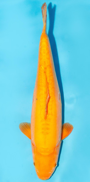 Koi 35-40cm Nr. 1302